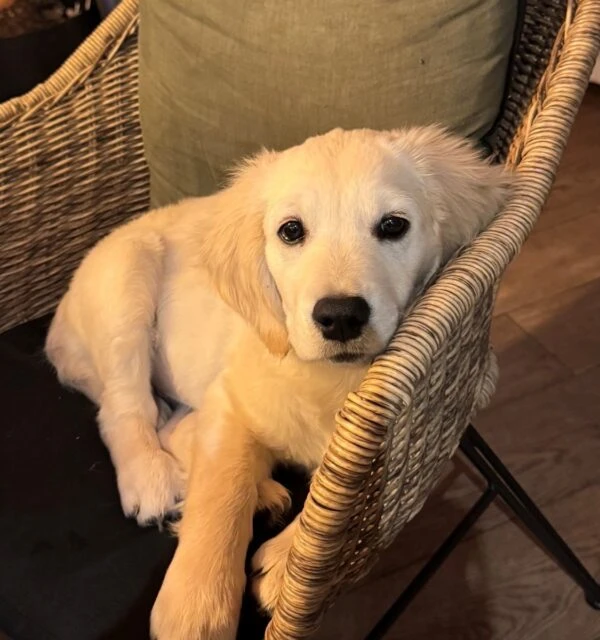 Auhana - Le chien de l'équipe roul'ma poule :)