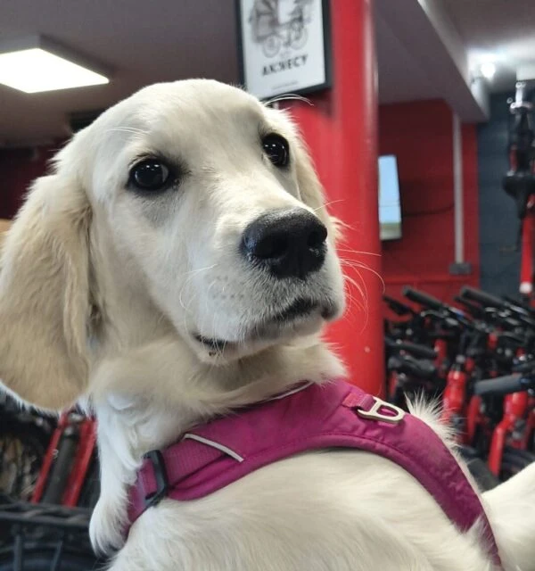 mascotte-roulmapoule